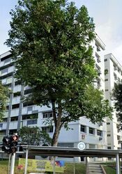 Blk 672 Eunos Damai Ville (Bedok), HDB 4 Rooms #451771261